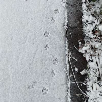 Gangbild/-analyse-Beitrag-Bild