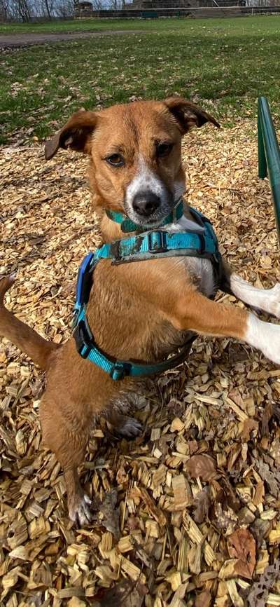 TierschutzhundeStammtisch🐕-Beitrag-Bild