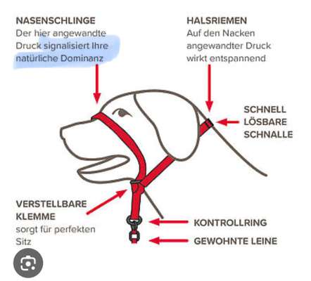 Hundehalfter-Beitrag-Bild