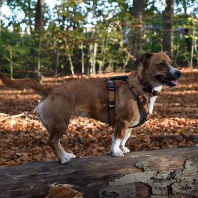 Unterschätzte orthopädische Einschränkungen durch Hundegeschirre?-Beitrag-Bild