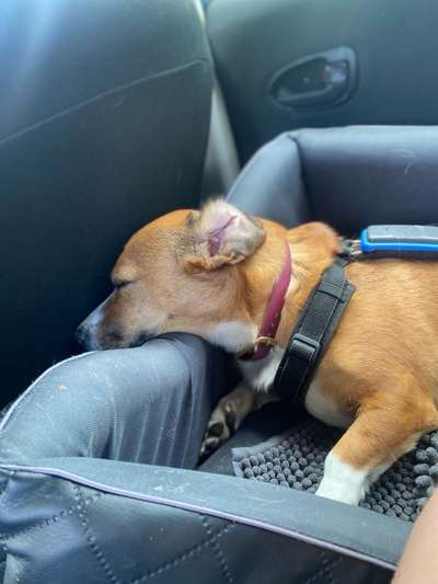 Hecheln bei der Autofahrt - längere Fahrten-Beitrag-Bild