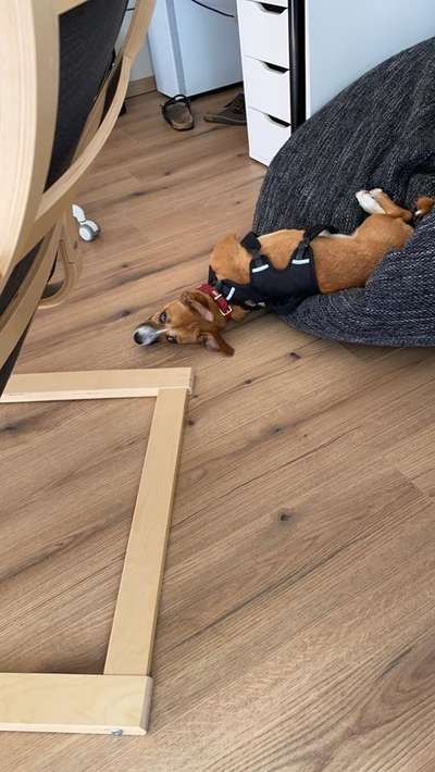 TierschutzhundeStammtisch🐕-Beitrag-Bild