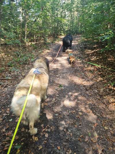 Spielen mit Laufleine 10 m-Beitrag-Bild