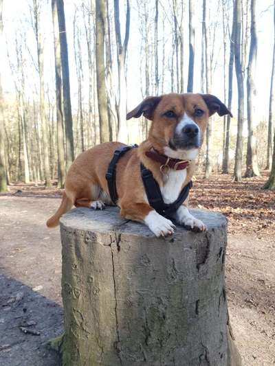 TierschutzhundeStammtisch🐕-Beitrag-Bild