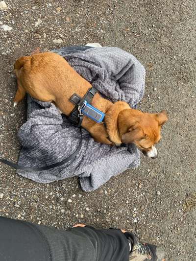 TierschutzhundeStammtisch🐕-Beitrag-Bild