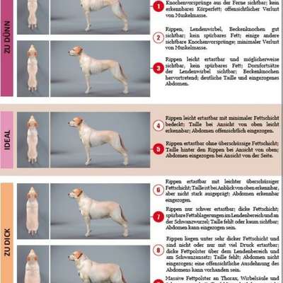 Wie optimal ist das Körpergewicht meines Hundes?-Beitrag-Bild