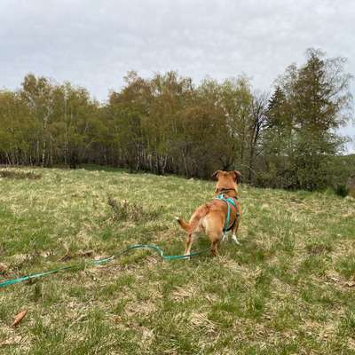 "Wege zur Freundschaft" (Ulli Reichmann)-Beitrag-Bild