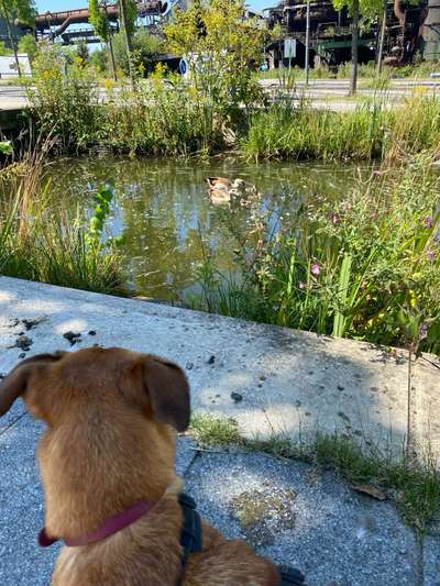 TierschutzhundeStammtisch🐕-Beitrag-Bild