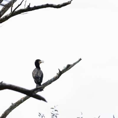 "Wege zur Freundschaft" (Ulli Reichmann)-Beitrag-Bild