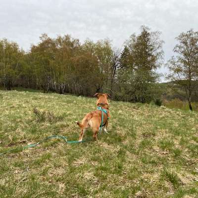 "Wege zur Freundschaft" (Ulli Reichmann)-Beitrag-Bild