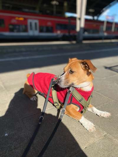 TierschutzhundeStammtisch🐕-Beitrag-Bild