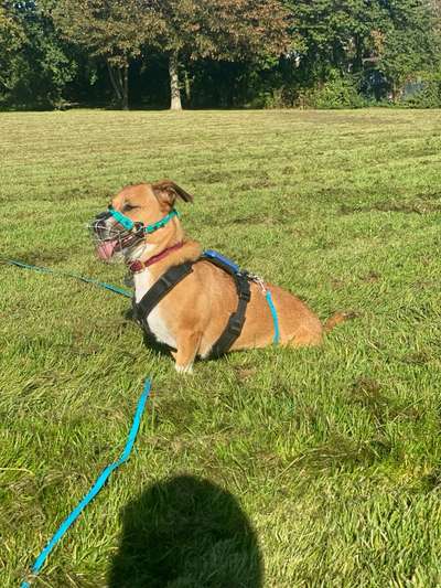 Wie sitzt mein Maulkorb / Maulkorb-Beratung-Beitrag-Bild