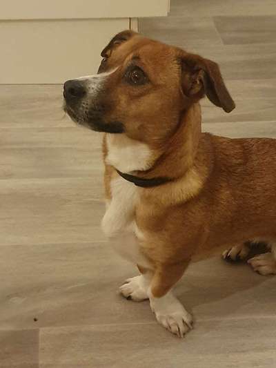 TierschutzhundeStammtisch🐕-Beitrag-Bild