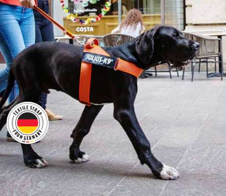 TierschutzhundeStammtisch🐕-Beitrag-Bild