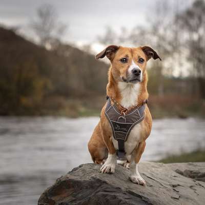 Unterschätzte orthopädische Einschränkungen durch Hundegeschirre?-Beitrag-Bild