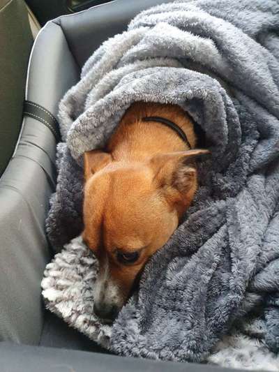 TierschutzhundeStammtisch🐕-Beitrag-Bild