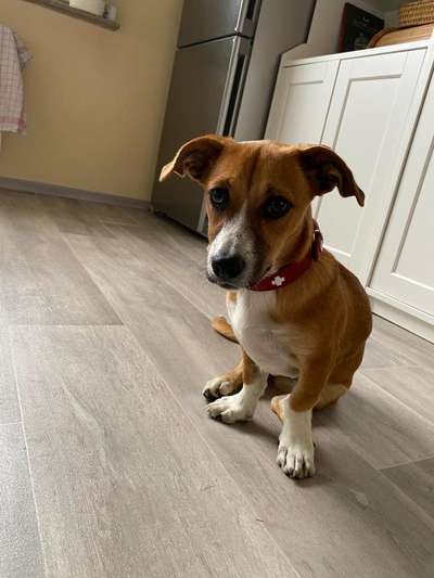 TierschutzhundeStammtisch🐕-Beitrag-Bild