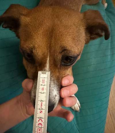 Wie sitzt mein Maulkorb / Maulkorb-Beratung-Beitrag-Bild