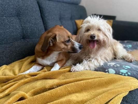 TierschutzhundeStammtisch🐕-Beitrag-Bild