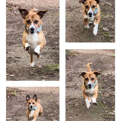 Impulskontrollübung 67: Laufbilder mit dem Hund 📸-Beitrag-Bild