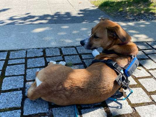 TierschutzhundeStammtisch🐕-Beitrag-Bild