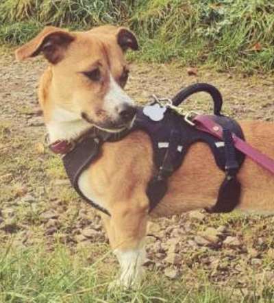 TierschutzhundeStammtisch🐕-Beitrag-Bild