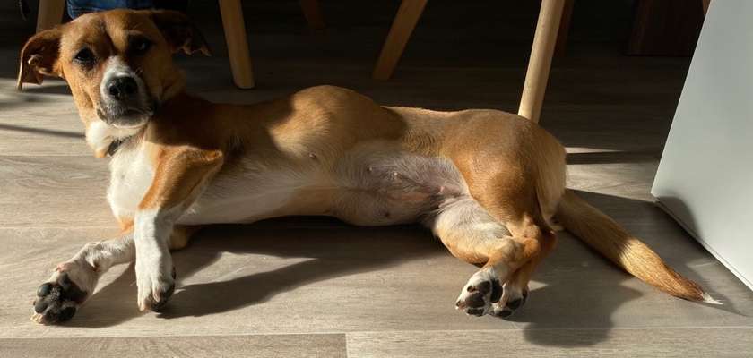 TierschutzhundeStammtisch🐕-Beitrag-Bild