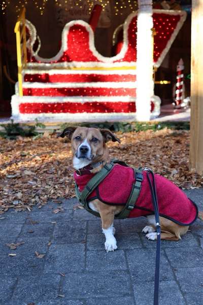 ✨ Hunde auf Weihnachtsmärkten – ja oder nein? ✨-Beitrag-Bild