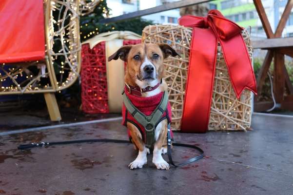 ✨ Hunde auf Weihnachtsmärkten – ja oder nein? ✨-Beitrag-Bild