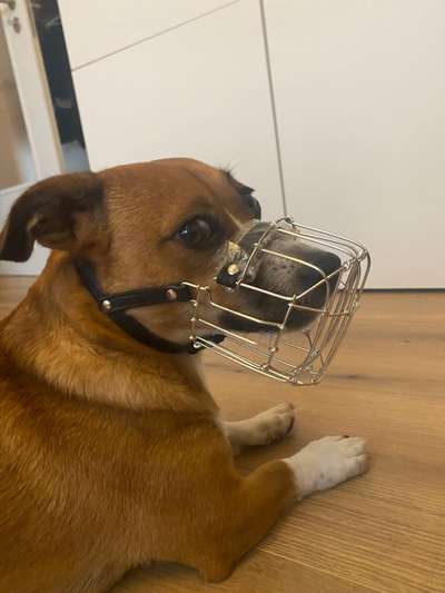 Wie sitzt mein Maulkorb / Maulkorb-Beratung-Beitrag-Bild