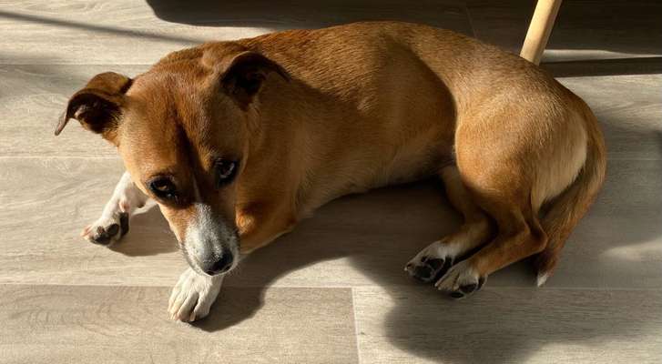 TierschutzhundeStammtisch🐕-Beitrag-Bild