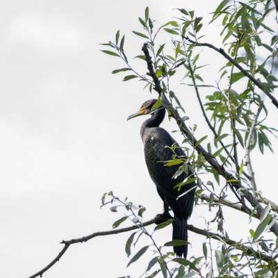 "Wege zur Freundschaft" (Ulli Reichmann)-Beitrag-Bild