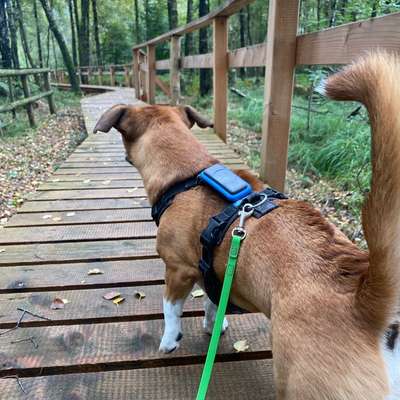 Jagdtrieb – warum reagiert mein Hund nur auf bestimmte Wildtiere? 🦊-Beitrag-Bild