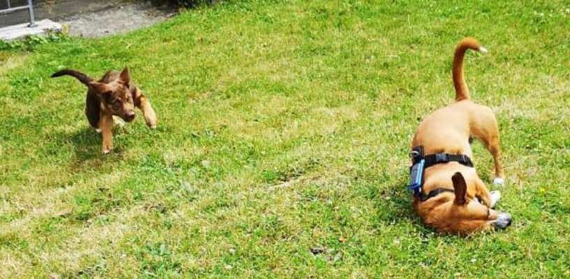 TierschutzhundeStammtisch🐕-Beitrag-Bild