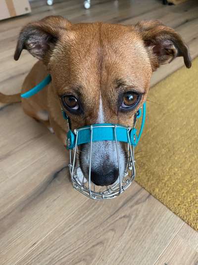 Wie sitzt mein Maulkorb / Maulkorb-Beratung-Beitrag-Bild