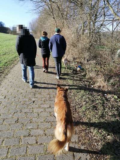 TierschutzhundeStammtisch🐕-Beitrag-Bild