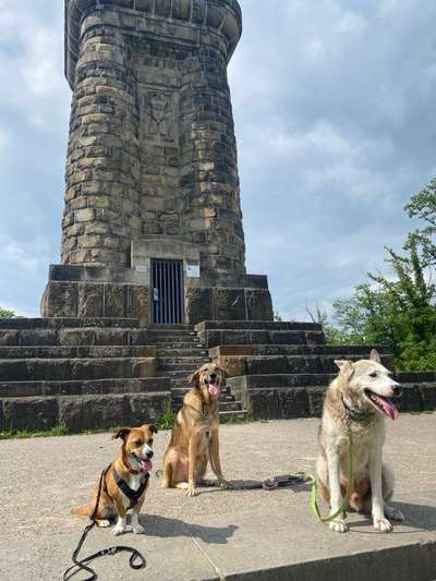 TierschutzhundeStammtisch🐕-Beitrag-Bild