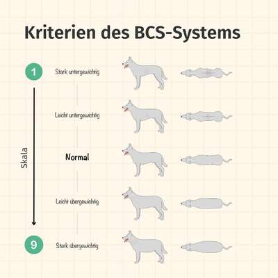 Wie optimal ist das Körpergewicht meines Hundes?-Beitrag-Bild