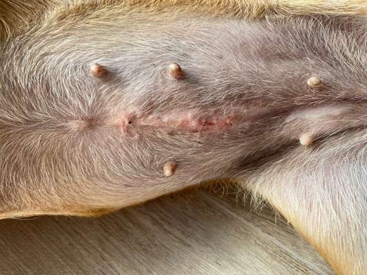 TierschutzhundeStammtisch🐕-Beitrag-Bild