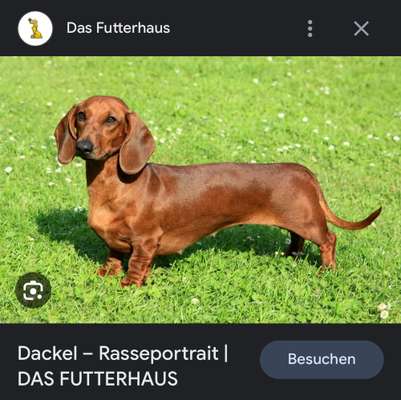 TierschutzhundeStammtisch🐕-Beitrag-Bild