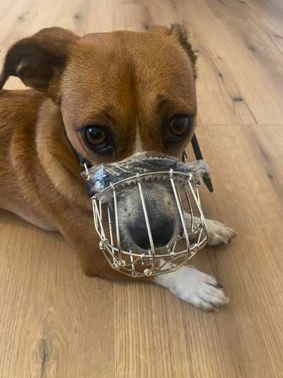 Wie sitzt mein Maulkorb / Maulkorb-Beratung-Beitrag-Bild