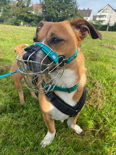 Wie sitzt mein Maulkorb / Maulkorb-Beratung-Beitrag-Bild