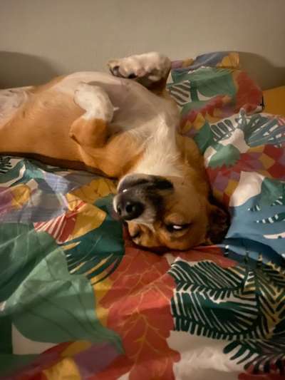 TierschutzhundeStammtisch🐕-Beitrag-Bild