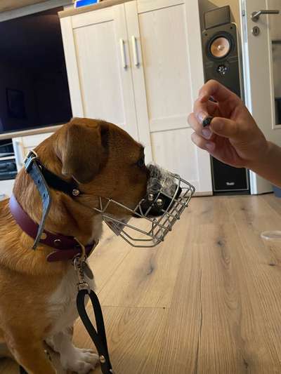 Wie sitzt mein Maulkorb / Maulkorb-Beratung-Beitrag-Bild