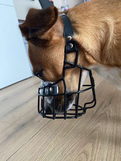 Wie sitzt mein Maulkorb / Maulkorb-Beratung-Beitrag-Bild