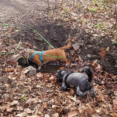 "Wege zur Freundschaft" (Ulli Reichmann)-Beitrag-Bild