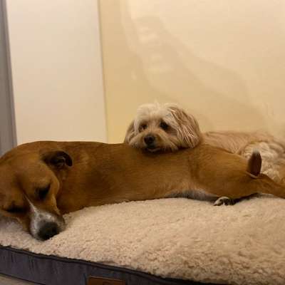 Kuscheln oder Dominanz?-Beitrag-Bild