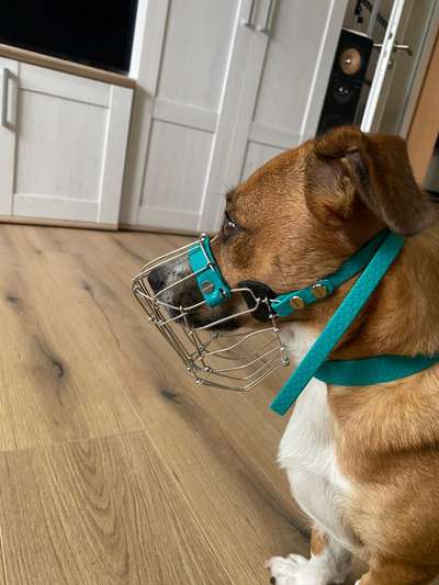 Wie sitzt mein Maulkorb / Maulkorb-Beratung-Beitrag-Bild