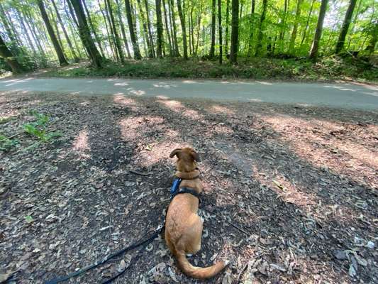 TierschutzhundeStammtisch🐕-Beitrag-Bild