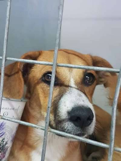 TierschutzhundeStammtisch🐕-Beitrag-Bild